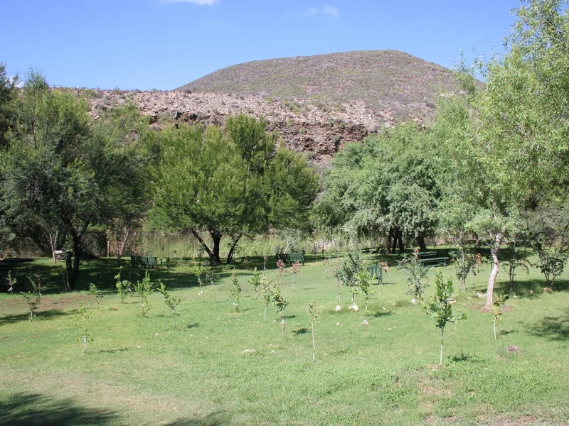 newly-planted-trees