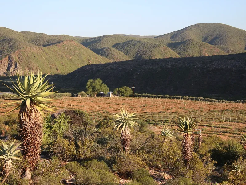 0017-mattjiesvlei-20260408