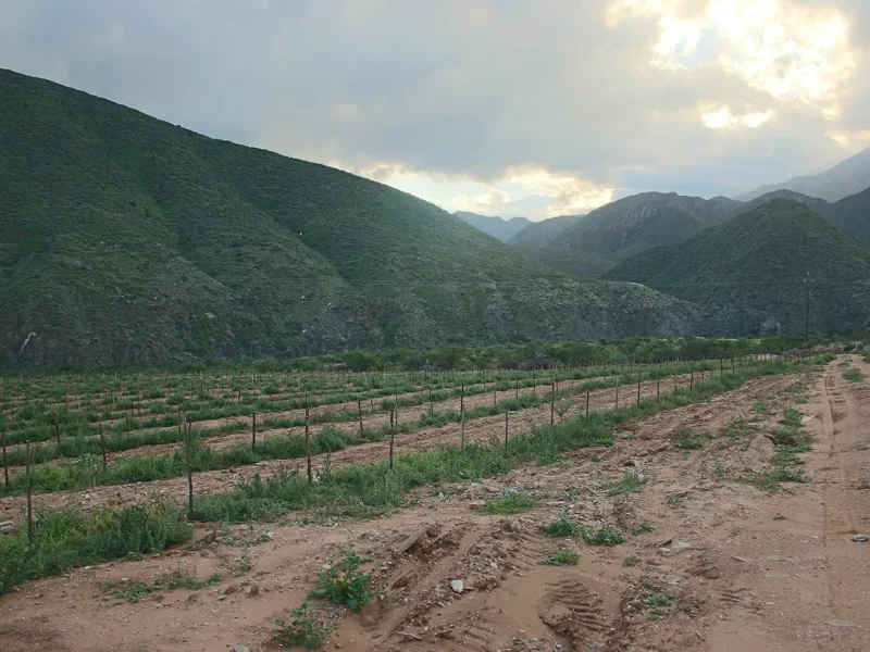 0025-mattjiesvlei-20260408